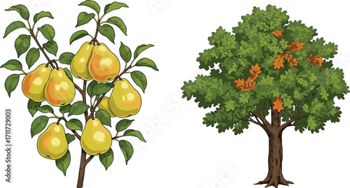 Pear tree branch with ripe fruits and oak tree illustration, nature vector art, botanical design, autumn foliage, fruit-bearing plants, green trees, seasonal forest elements