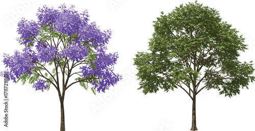 Purple flowering tree with sparse leaves, leafy green tree with dense canopy, nature contrast, forest plants, botanical scene, outdoors