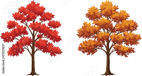 Red and golden-yellow autumn trees, maple foliage in fall season, nature contrast, seasonal landscape, forest plants, botanical scene, outdoors