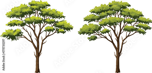 Stylized trees with green foliage, broad canopy and slender trunks, nature illustration, botanical structure, forest plants, white background, outdoors