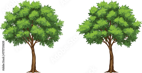 Two lush green trees, rounded canopy, brown trunks, vibrant foliage, nature illustration, forest plants, botanical structure, white background, growth