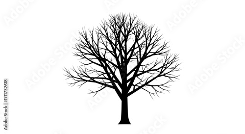 Detailed silhouette of a bare deciduous tree in winter on a
