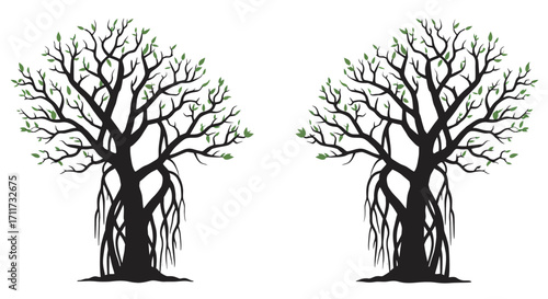 Two silhouetted banyan trees with aerial roots bare branches and contrasting white space