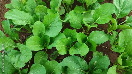Wallpaper Mural FRESH BRASSICA PLANT Torontodigital.ca