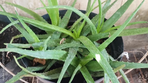 aloevera on the pot