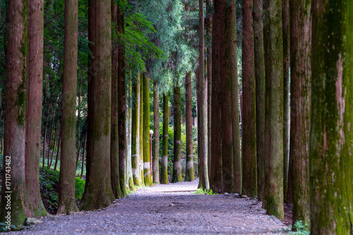 A view of a bamboo grove bathed in sunlight. 대나무 숲	
