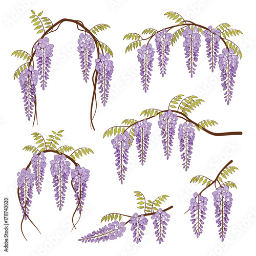 Delicate cascades of blooming wisteria flowers adorn the branches.