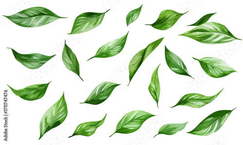 Scattered Green Leaves On A Isolated Background Creating A Fresh Natural Atmosphere. Vector Illustration Collection Set