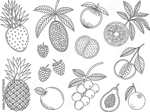 Charming hand-drawn collection of various fruits, perfect for healthy eating and summer themes.