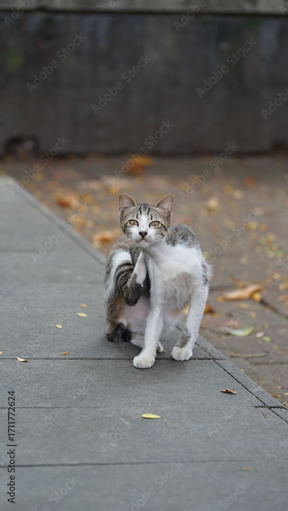 Obraz premium A stray cat plays in the park.