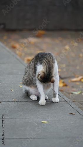 A stray cat plays in the park.