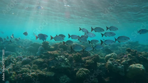 School of Chub fish in bright sunbeams at sunrise, Slow motion of shoal of juvenile Brassy Chub (Kyphosus vaigiensis) swims in dancing sun rays in morning light