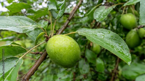 Wallpaper Mural Close up of a ripening green plum on a branch glistening with rain. Torontodigital.ca