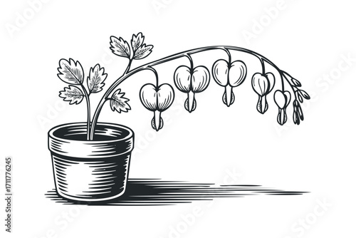 Bleeding Heart flower in pot. Vector hand drawn illustration