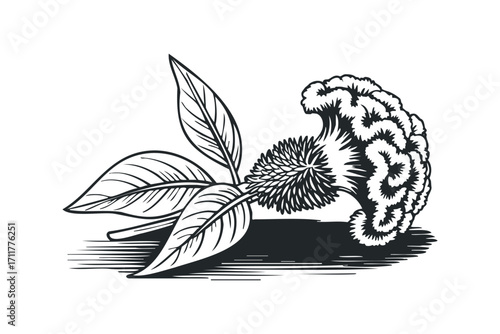 Line Drawing of a Flowering Plant Branch with Leaves. Vector hand drawn illustration