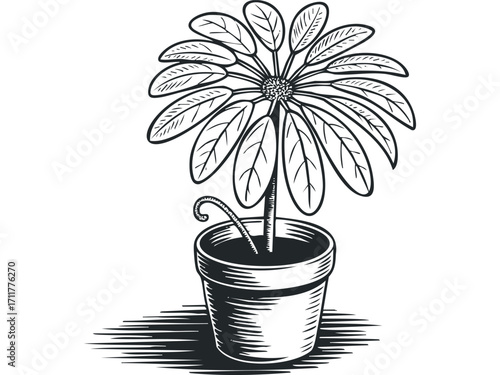 Potted plant with radial leaves and coiled stem vector graphic. Vector hand drawn illustration