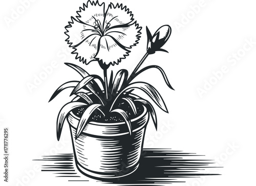 Detailed line drawing of a single carnation flower in a pot with a bud. Vector hand drawn illustration