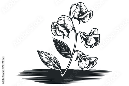 Detailed black and white drawing of sweet pea flowers and leaves on a. Vector hand drawn illustration