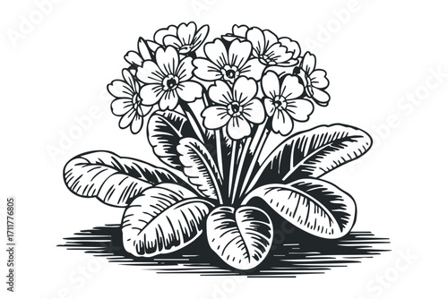 Black and white detailed illustration of primrose flowers and leaves. Vector hand drawn illustration
