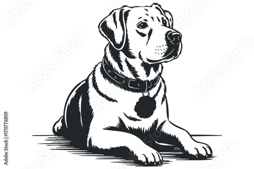 Majestic Cane Corso Dog Lying Down. Vector hand drawn illustration