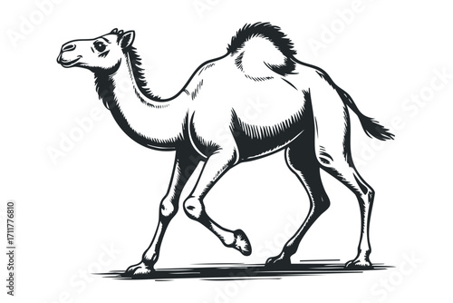 One hump camel walking with detailed linework on. Vector hand drawn illustration