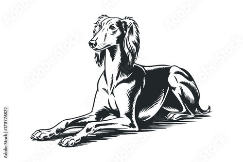 Elegant Saluki dog with long flowing hair lying down on a. Vector hand drawn illustration