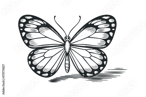 Black and White Butterfly Graphic. Vector hand drawn illustration