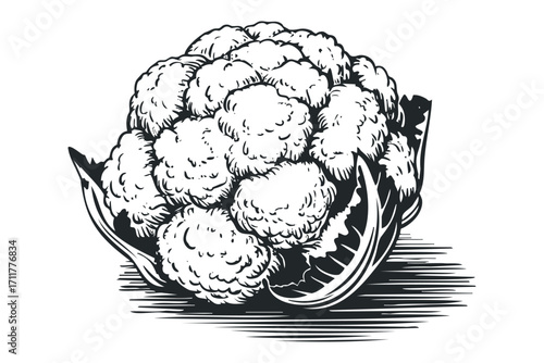 Monochromatic line drawing of a whole cauliflower with leaves. Vector hand drawn illustration