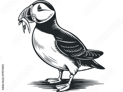 Puffin bird with fish in beak image on white. Vector hand drawn illustration