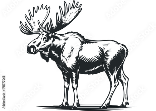 Moose with Antlers. Vector hand drawn illustration