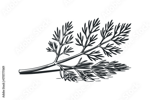 Line art dill sprig. Vector hand drawn illustration