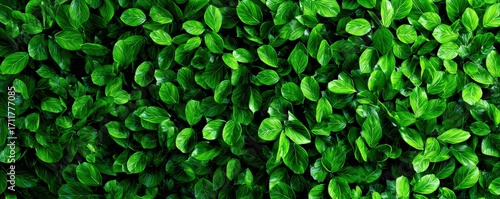 Wallpaper Mural A close-up view of vibrant green leaves, showcasing their texture and lushness in a natural setting. Torontodigital.ca