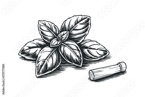 Basil leaves with stalk on. Vector hand drawn illustration