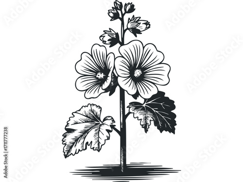 Tall mallow plant with blooming flowers and leaves in black and white. Vector hand drawn illustration