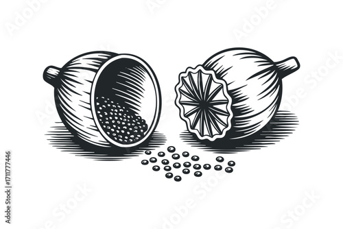 Two Black Poppy Seed Pods and Seeds, Hand Drawn Style. Vector hand drawn illustration