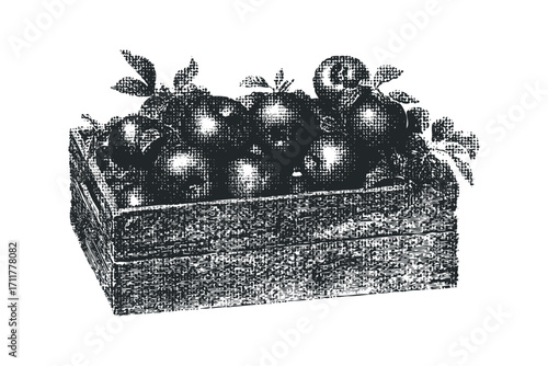 Vintage sketch of apples in wooden crate. Vector hand drawn illustration