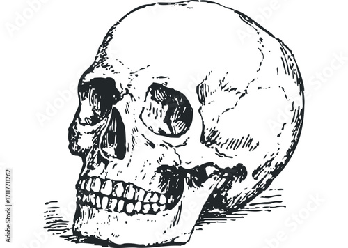 Human skull side view ink sketch. Vector hand drawn illustration