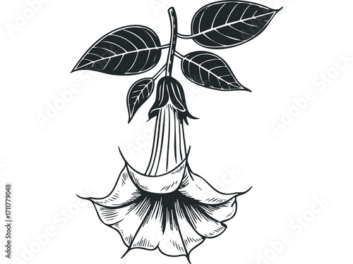 Engraved Datura Flower with Leaves. Vector hand drawn illustration