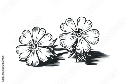 Two outlined delicate flowers with thin stems and shaded leaves isolated on white. Vector hand drawn illustration