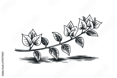 Botanical line art branch with leaves and buds. Vector hand drawn illustration