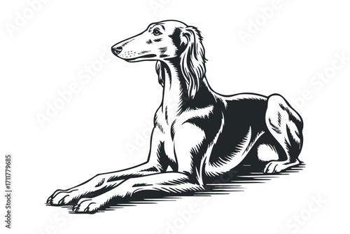 Graceful Saluki dog lying down, monochrome graphic. Vector hand drawn illustration