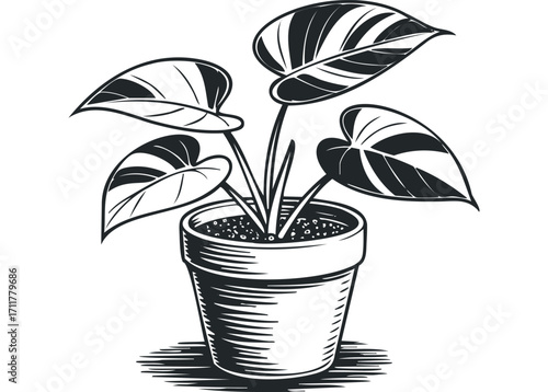 Potted plant with striped leaves image. Vector hand drawn illustration