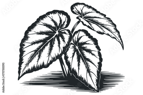 Three large begonia leaves with serrated edges on a. Vector hand drawn illustration