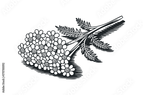 Stylized yarrow sprigs and flowers in a graphic black and white depiction. Vector hand drawn illustration