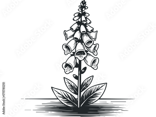 Black and white digital drawing of a foxglove flower stalk with leaves. Vector hand drawn illustration