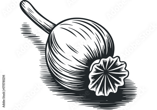 Poppy Seed Head Botanical Illustration on. Vector hand drawn illustration