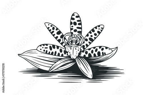 Line art orchid flower with spotted petals and leaves isolated on white. Vector hand drawn illustration