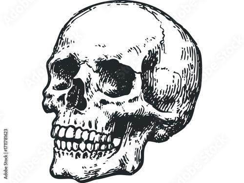 Human Skull Side View Sketch. Vector hand drawn illustration