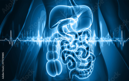 Human digestive system anatomy with ecg graph. 3d illustration
