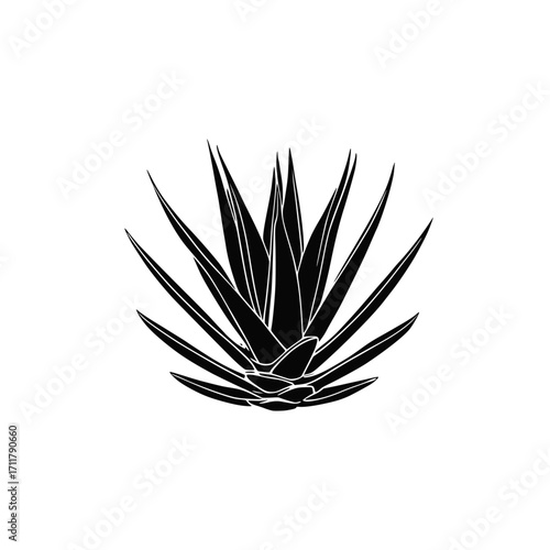Agave vector illustration 